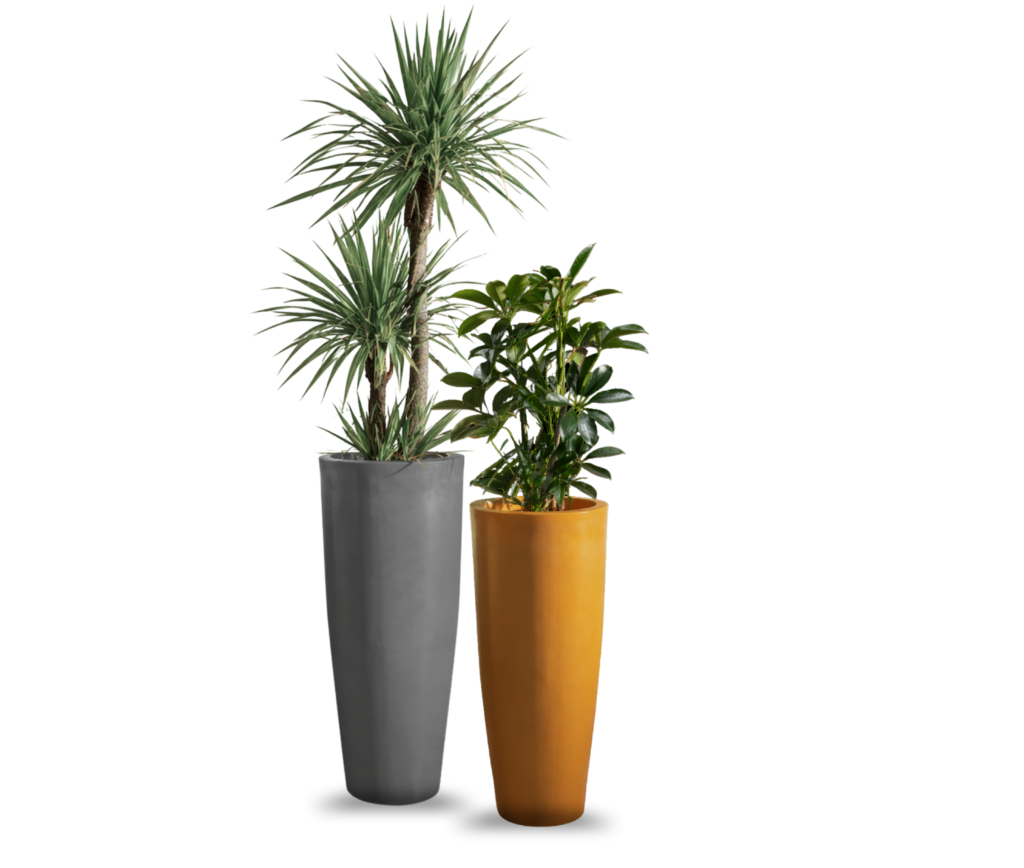 OLEA