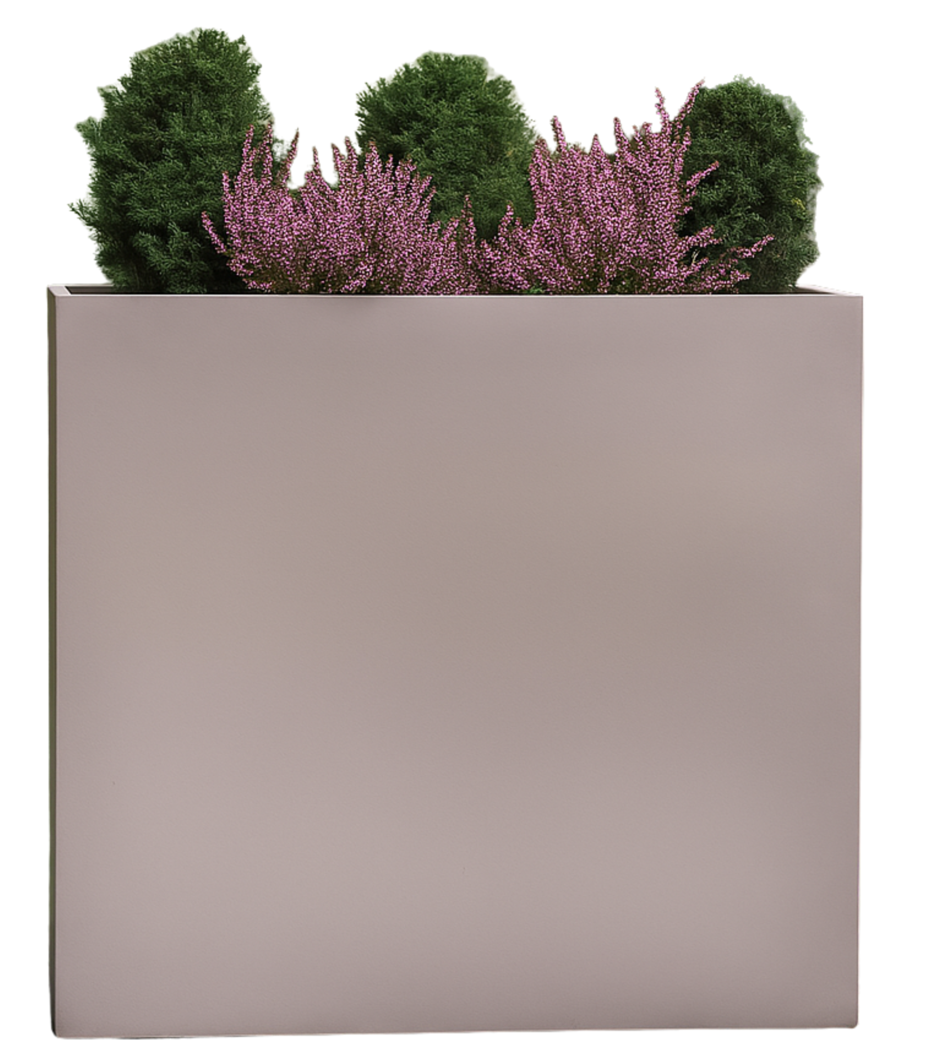 RUMEX